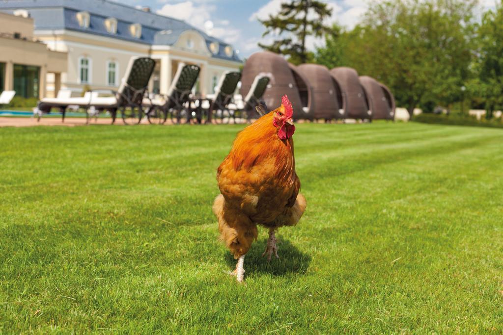 Amade Chateau Vrakúň Dış mekan fotoğraf